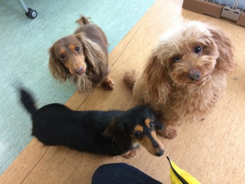 写真 2017-01-29 15 44 25