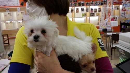 ファイル 2017-01-11 19 36 48