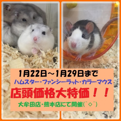 写真 2017-01-19 12 57 52