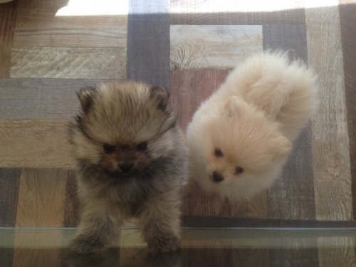 写真 2017-01-28 12 26 11