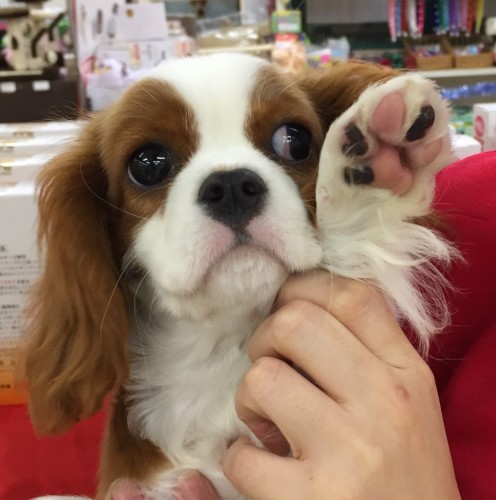 ファイル 2017-01-08 20 40 52