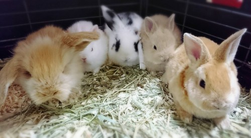 写真 2017-01-31 18 30 22