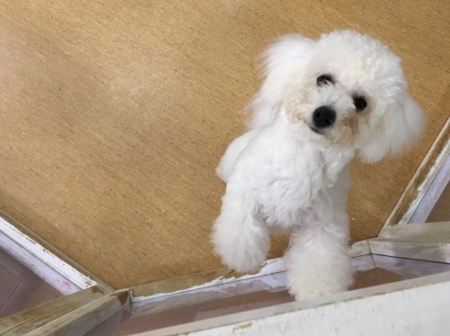 写真 2017-02-25 20 31 55