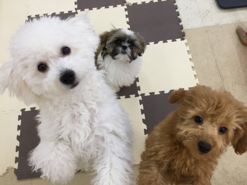 写真 2017-02-19 14 23 41