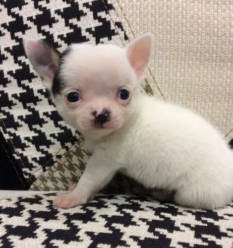 写真 2017-02-08 18 10 08