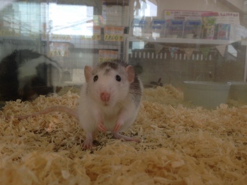 写真 2017-02-28 11 23 35