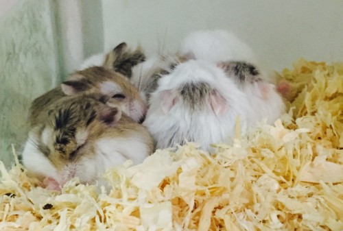 写真 2017-02-13 17 04 06