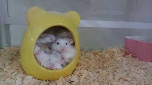 写真 2017-02-11 8 34 36