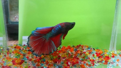 写真 2017-02-11 8 34 28