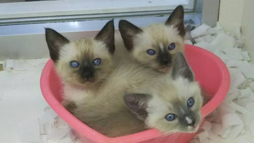 ファイル 2017-03-12 20 02 17