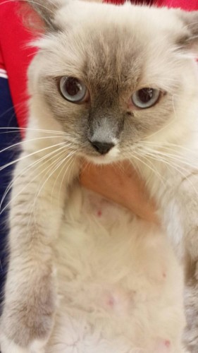 ファイル 2017-03-12 20 20 16