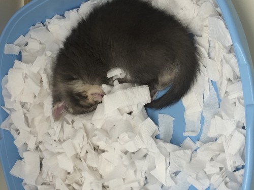 写真 2017-03-24 14 15 32