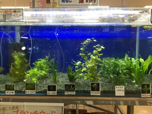 写真 2017-03-03 18 15 10