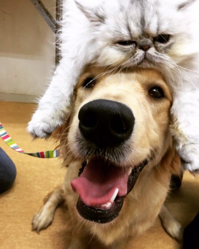 写真 2017-03-24 20 17 43