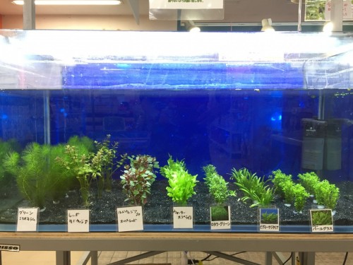 写真 2017-03-03 18 14 21