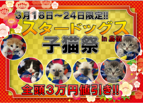 猫祭りチラシ 鳥栖