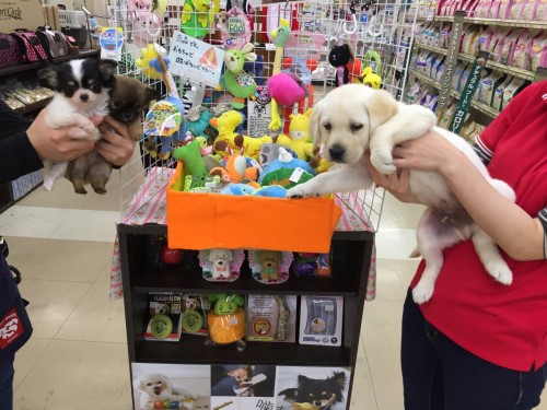 ファイル 2017-03-06 18 18 07