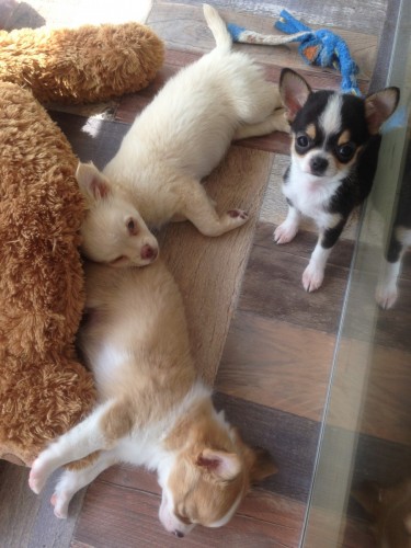 写真 2017-03-26 11 29 20