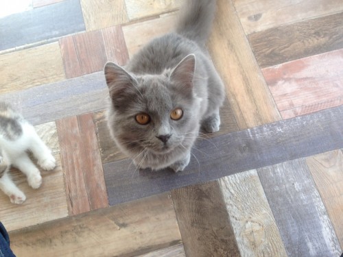 写真 2017-03-26 11 36 58