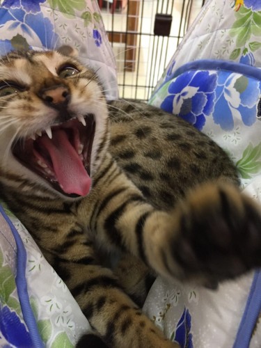 ファイル 2017-03-23 16 13 26