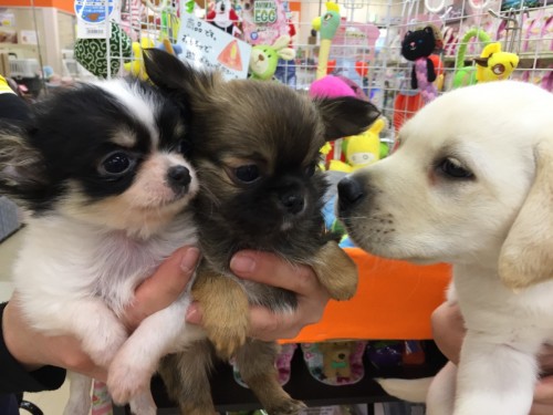 ファイル 2017-03-06 18 17 54