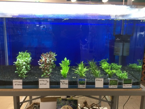 写真 2017-03-25 16 43 27