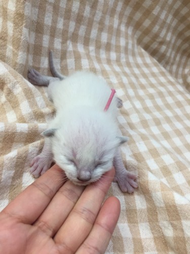 ファイル 2017-03-12 20 15 12