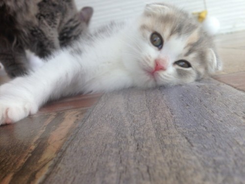 写真 2017-03-26 11 36 21