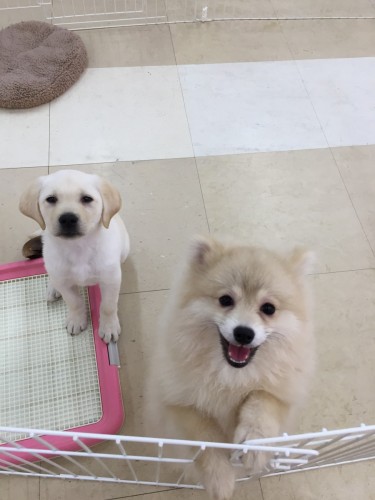 ファイル 2017-03-23 16 12 54