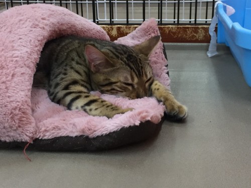 写真 2017-03-24 14 11 41