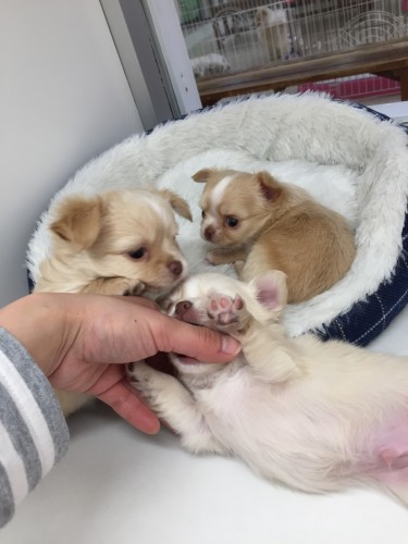 ファイル 2017-03-23 16 12 43