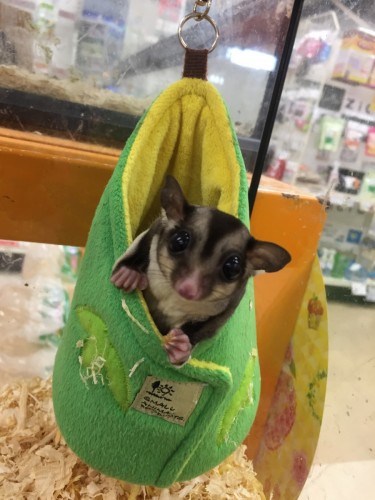 写真 2017-03-14 13 20 57