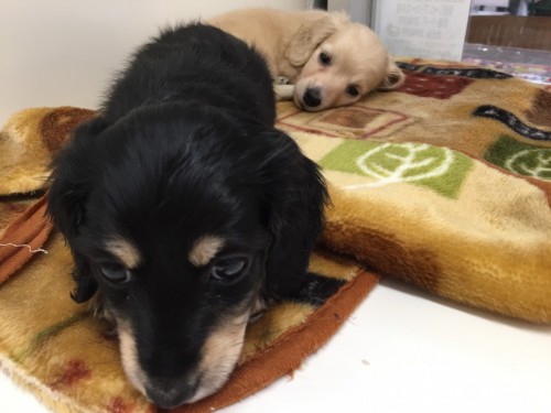 ファイル 2017-03-23 16 12 33