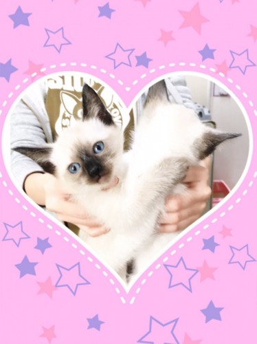 写真 2017-03-19 10 22 31