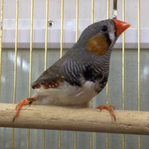 写真 2017-03-13 12 47 14