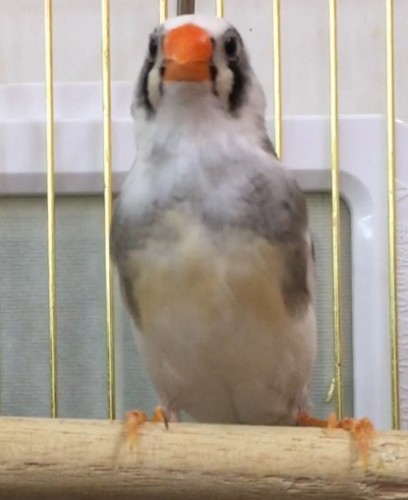 写真 2017-03-13 12 47 44