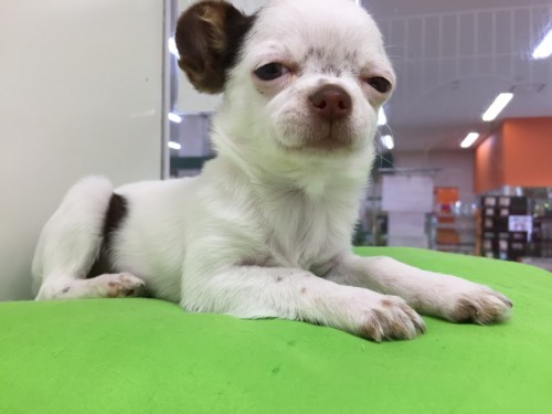 ファイル 2017-03-23 16 12 18