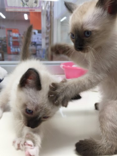 写真 2017-03-11 12 45 58