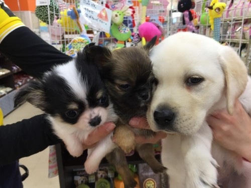 ファイル 2017-03-06 18 17 42