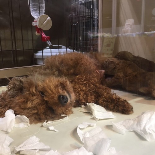 写真 2017-04-12 19 44 33