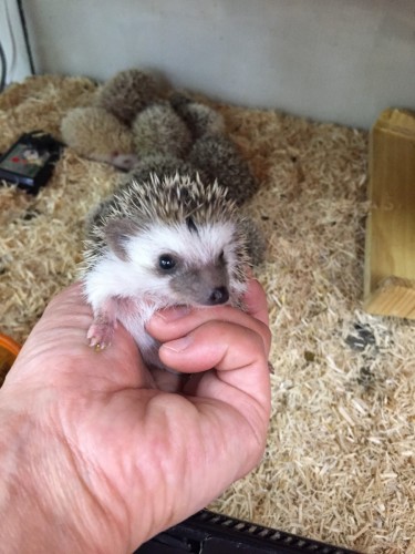 ファイル 2017-04-29 20 13 19