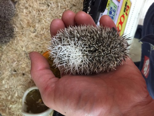 ファイル 2017-04-29 19 44 13