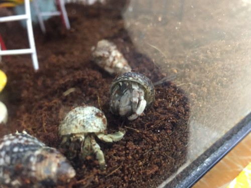 写真 2017-04-26 14 55 57