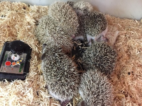 ファイル 2017-04-29 19 43 52