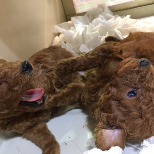 写真 2017-04-12 19 29 31