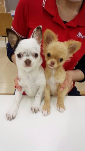 ファイル 2017-04-17 20 29 01