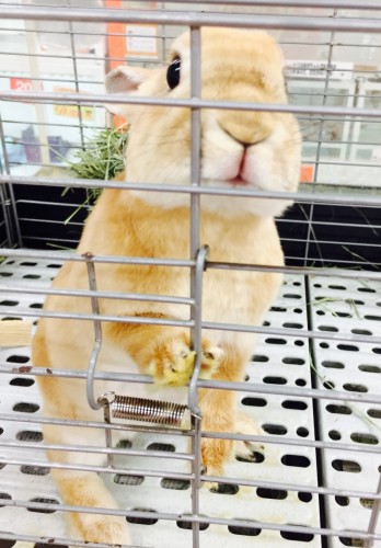 写真 2017-04-05 11 33 13