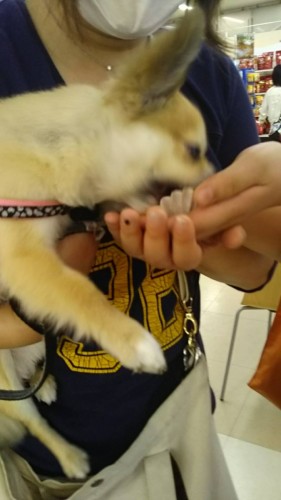 写真 2017-04-20 14 11 14