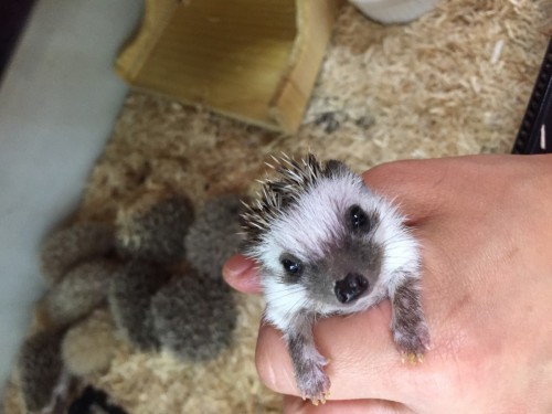 ファイル 2017-04-29 19 56 06