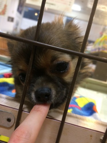 写真 2017-04-09 18 52 43